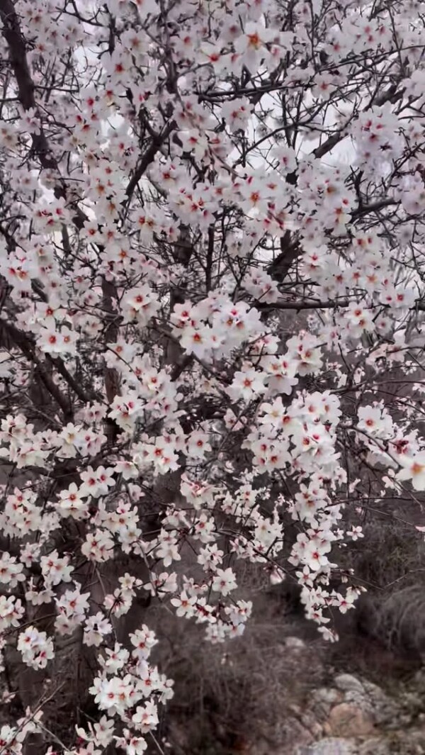 Hello March 🌸. Spring colors at manzanares el Real. #hikemore #hikelife #spring